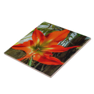 Azulejo Cerámico de Amaryllis en Primer Plano
