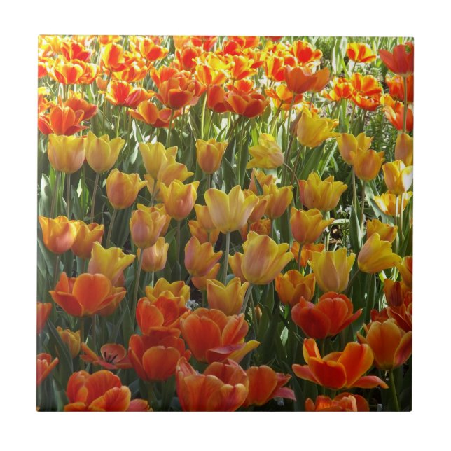 azulejo cerámico de tulipanes naranja y amarillo (Frente)