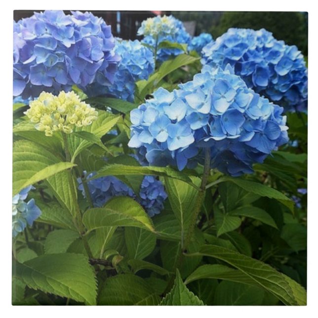 Azulejo Cerámico Decorativo de Flor de Hortensia A (Frente)