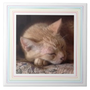 Azulejo Cerámico PET LOVE / Arcoíris