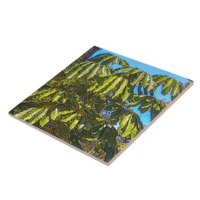 Azulejo Cerámico Sombrillas Schefflera (Lado)