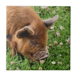 AZULEJO CERDO CUTIDO