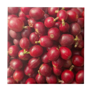Azulejo Cerezas de café rojas frescas y maduras