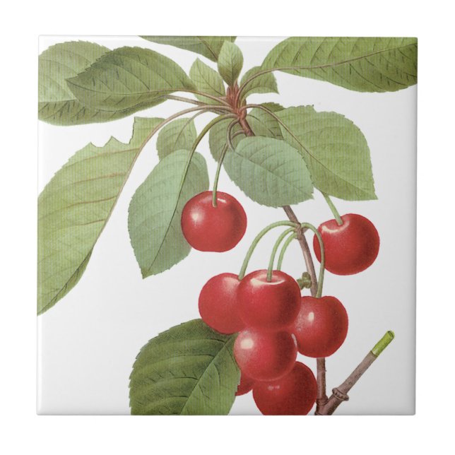 Azulejo Cerezas rojas botánicas (Frente)