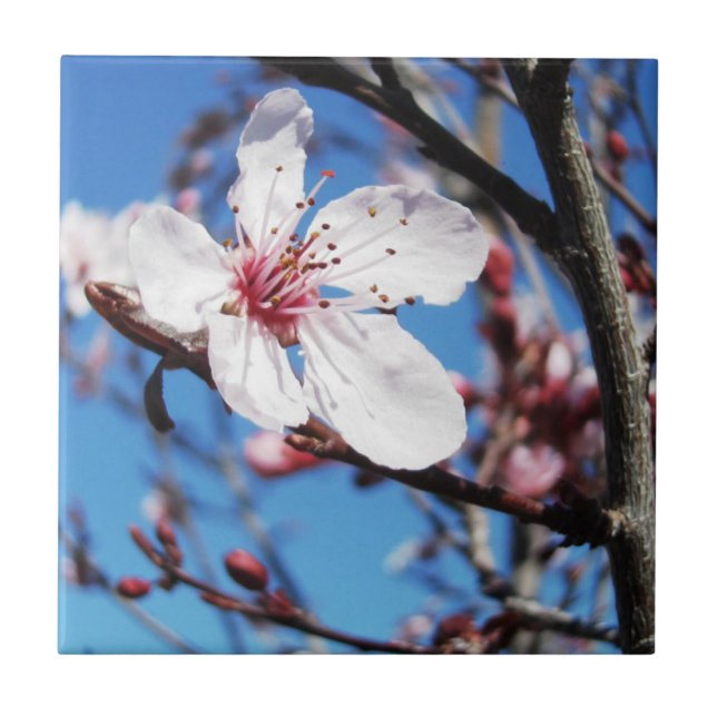 Azulejo Cerezo en flor 2 (Frente)