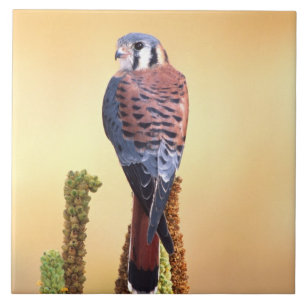 Azulejo Cernícalo americano, Falco sparverius, Nativo de E