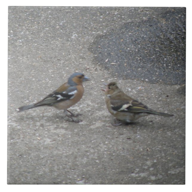 Azulejo Chaffinch Feed Me Tile (Frente)
