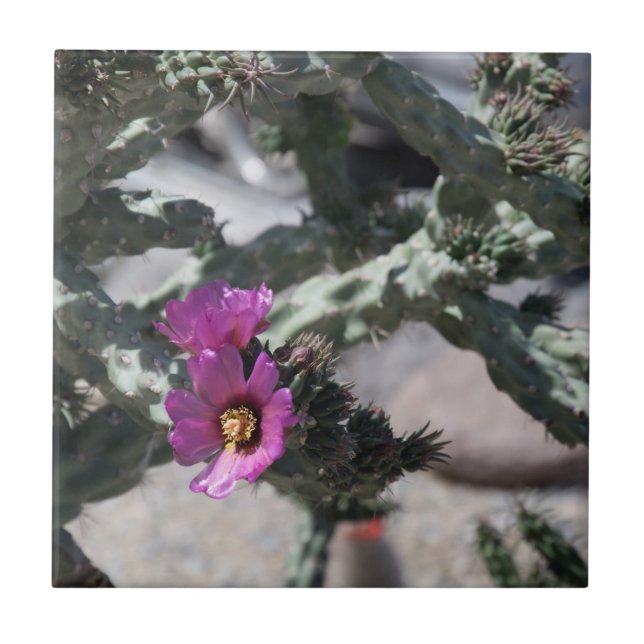 Azulejo Challa Cactus en floración (Frente)