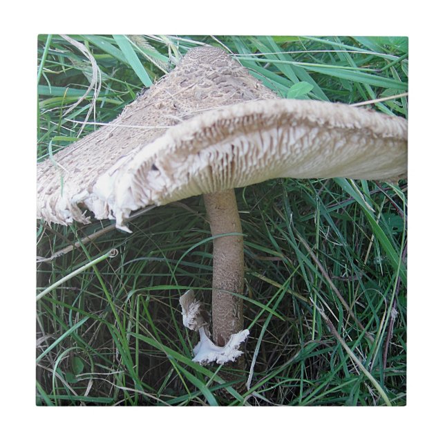 Azulejo champiñones grandes de bonito (Frente)