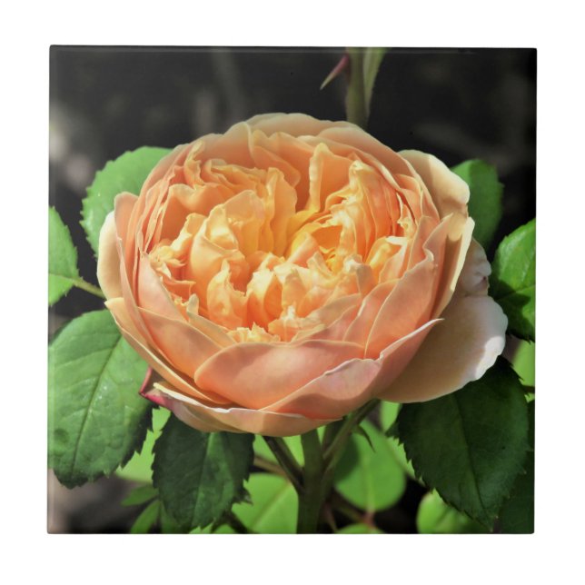 Azulejo Charles Darwin Rosa, de amarillo a blanco (Frente)