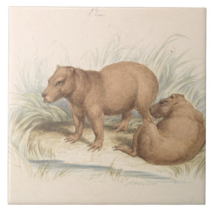 Azulejo Charles Hamilton Smith - El Capibara