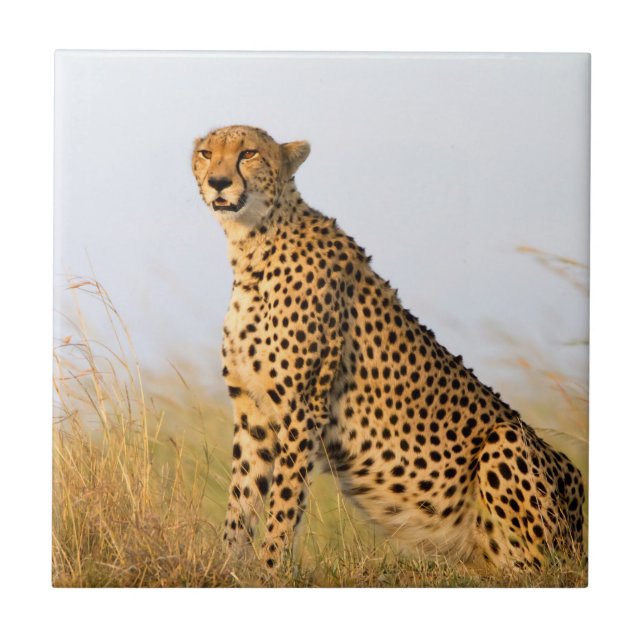 Azulejo Cheetah (Frente)