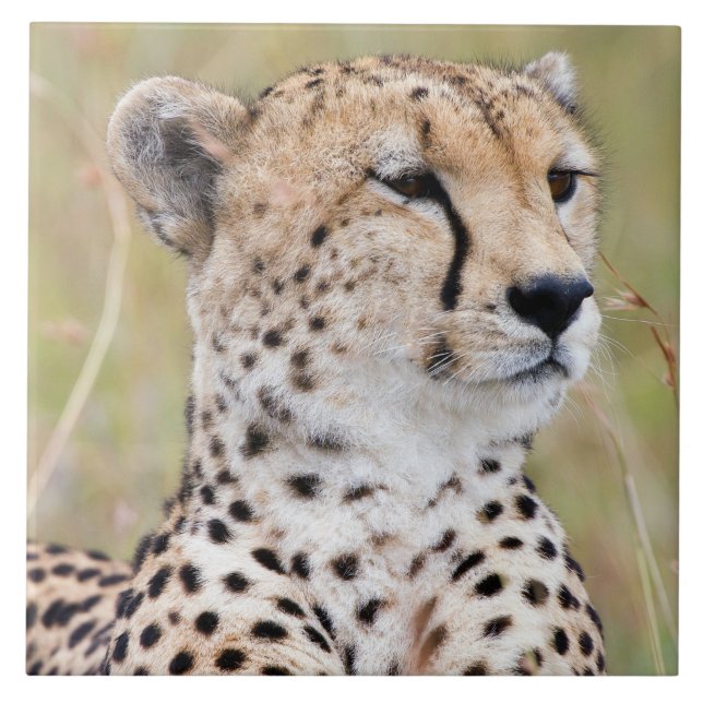 Azulejo Cheetah (Frente)