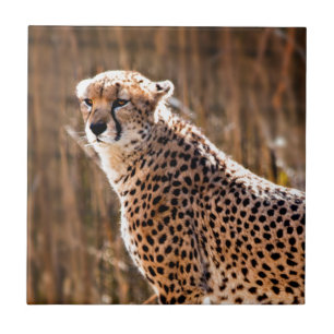 Azulejo Cheetah