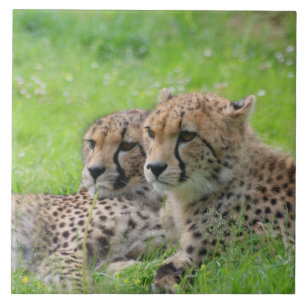 Azulejo Cheetah 001