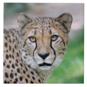 Azulejo Cheetah 009