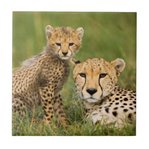 Azulejo Cheetah Cub y su padre en la hierba