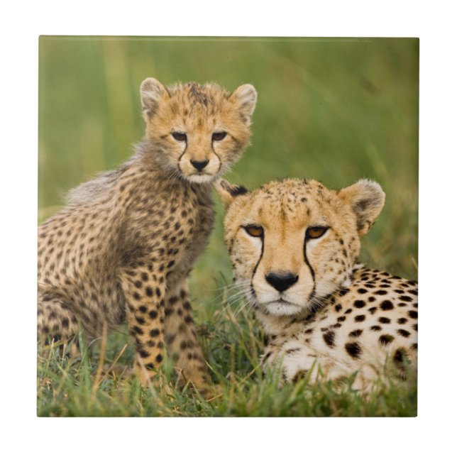 Azulejo Cheetah Cub y su padre en la hierba (Frente)