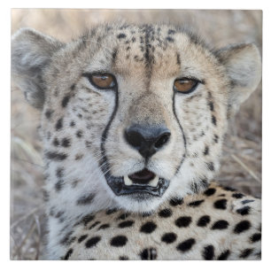Azulejo Cheetah Portrait