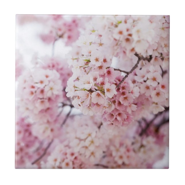 Azulejo Cherry Blossoms (Frente)