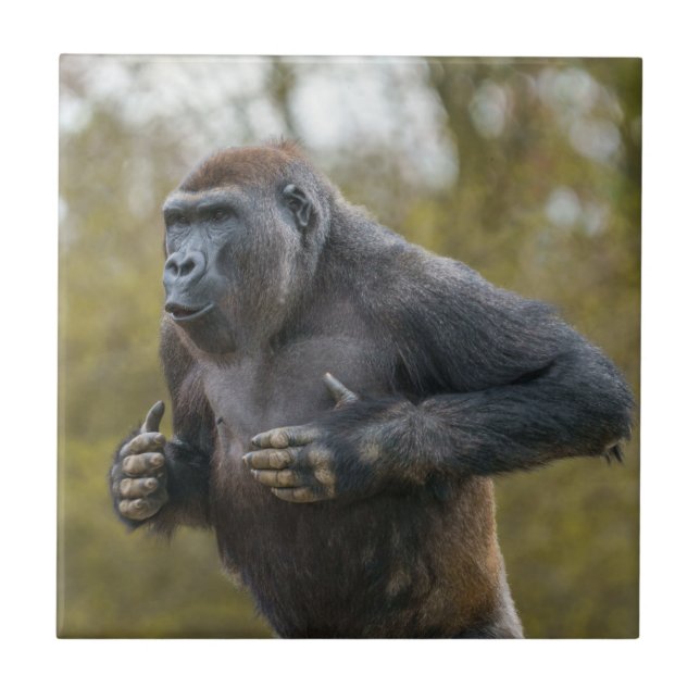 Azulejo Chest Beating Gorilla (Frente)