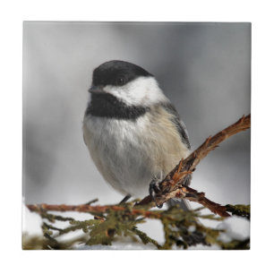 Azulejo Chickadee_9478