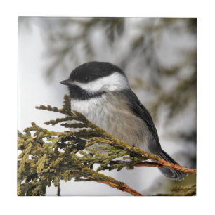 Azulejo Chickadee_9505