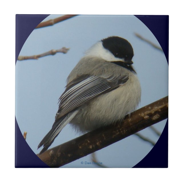 Azulejo Chickadee capsulado negro B43 (Frente)