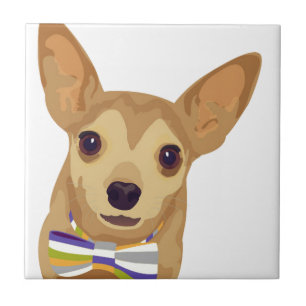 Azulejo Chihuahua en una bolera sobre fondo blanco