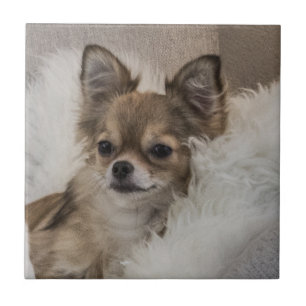 Azulejo Chihuahua Relaxing