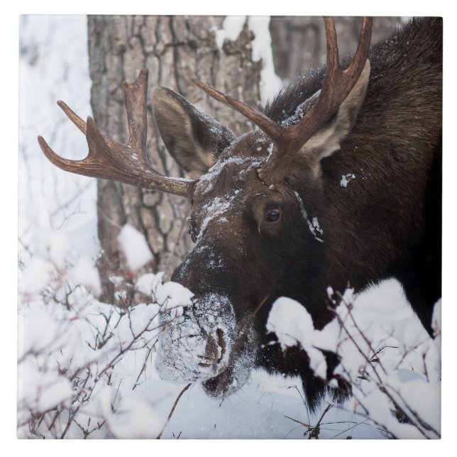 Azulejo Chilly Moose (Frente)