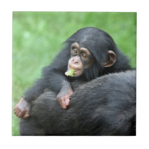 Azulejo Chimpanzee 005