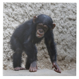 Azulejo Chimpanzee 031