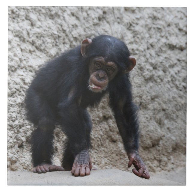 Azulejo Chimpanzee 031 (Frente)