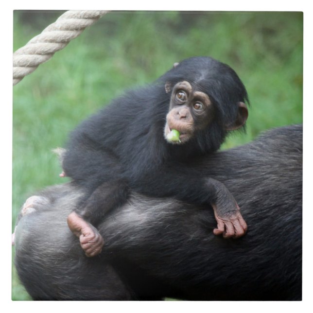 Azulejo Chimpanzee 032 (Frente)