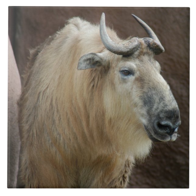 Azulejo chinese-takin-5 (Frente)