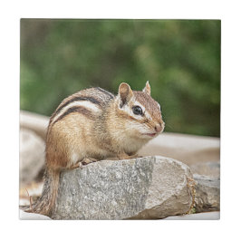 Azulejo Chipmunk en una roca