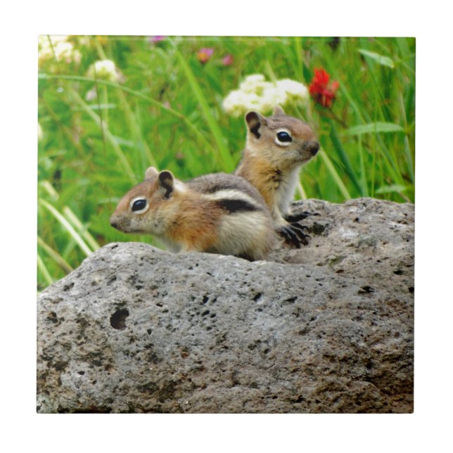 Azulejo Chipmunks y flores silvestres (Frente)