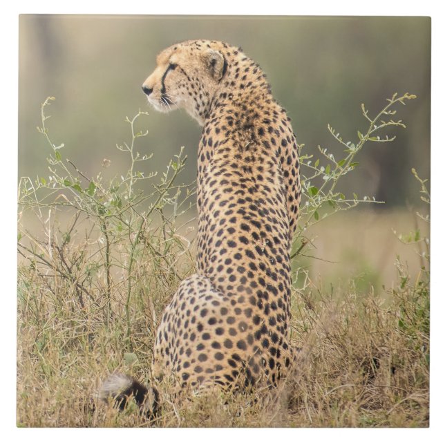 Azulejo Chita En El Entorno Natural Africano (Frente)