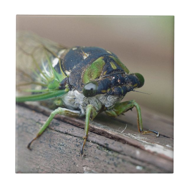 Azulejo Cicada (Frente)