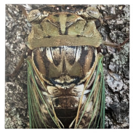 Azulejo Cicada
