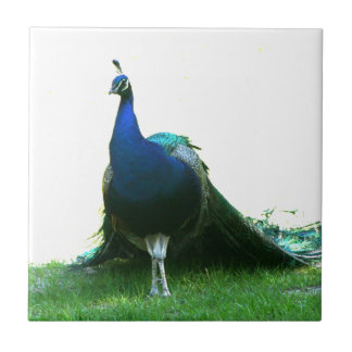 Azulejo Cielo claro de la hierba azul del pavo real apenas