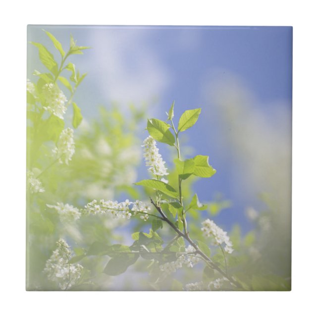 Azulejo Cielo de flores de flores de cerezo de aves (Frente)