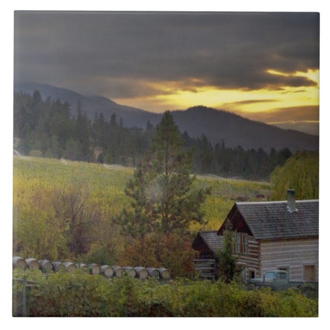 Azulejo Cielo de sol sobre viñedos y cabaña de troncos his (Frente)