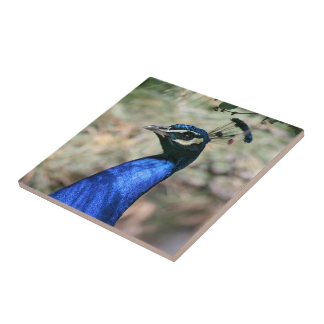 Azulejo Cierre de cabeza de pavo real (Lado)