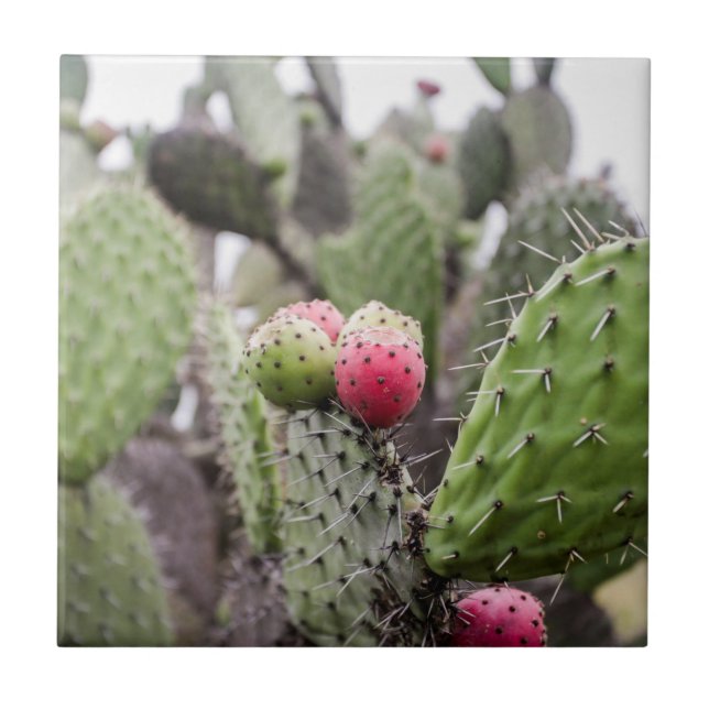 Azulejo Cierre De Cactus Pear Págicos (Frente)