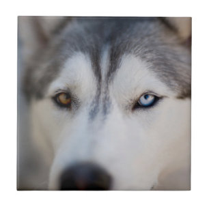 Azulejo Cierre de la vista estática de un Malamute de Ala