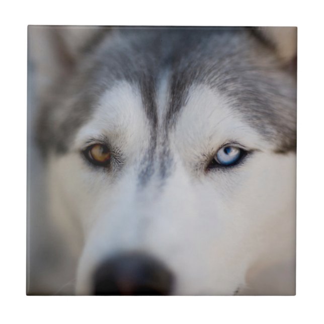 Azulejo Cierre de la vista estática de un Malamute de Alas (Frente)