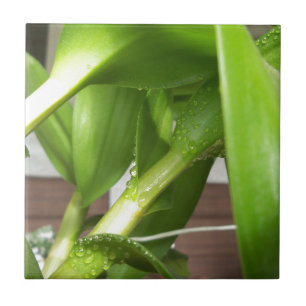 Azulejo Cierre de tallos de orquídeas de Dendrobium