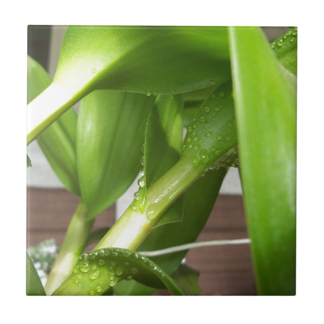 Azulejo Cierre de tallos de orquídeas Dendrobium (Frente)